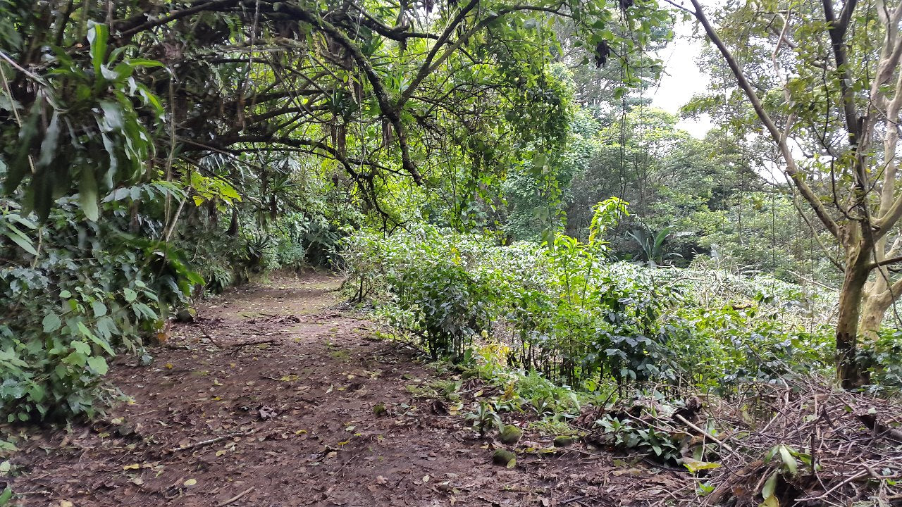 1-22-5 Finca en Sarchí - Calle San Miguel - 20966 m2