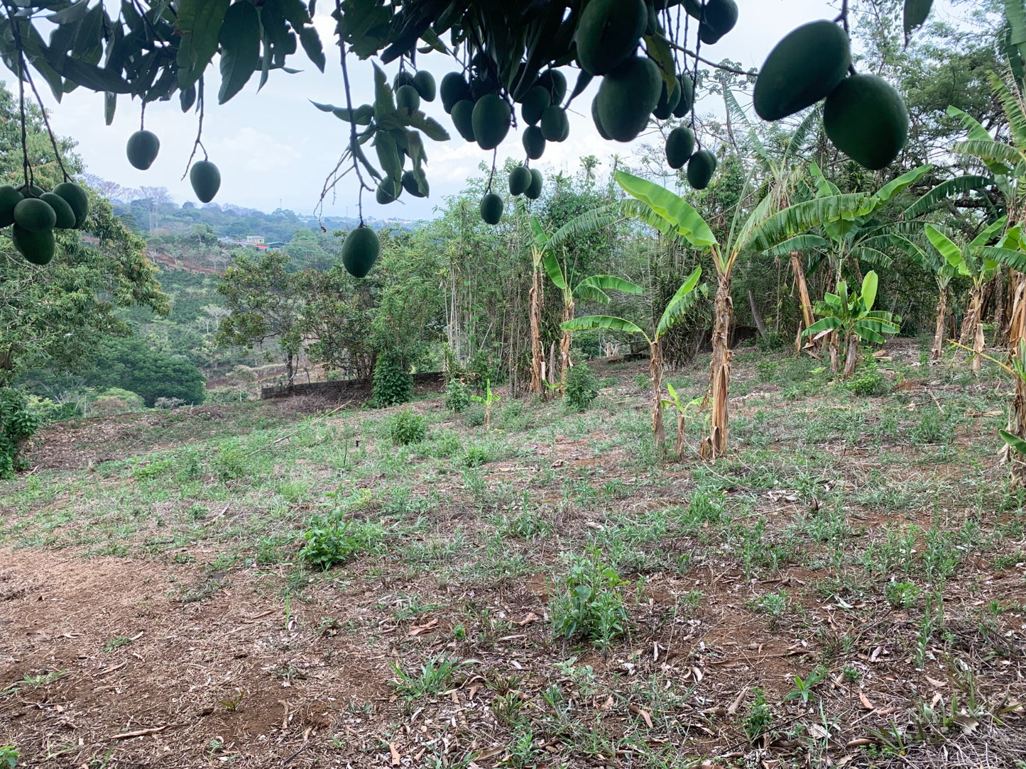 1-68-5 Finca en Rincón de Alpizar Sarchí - 26000 m2