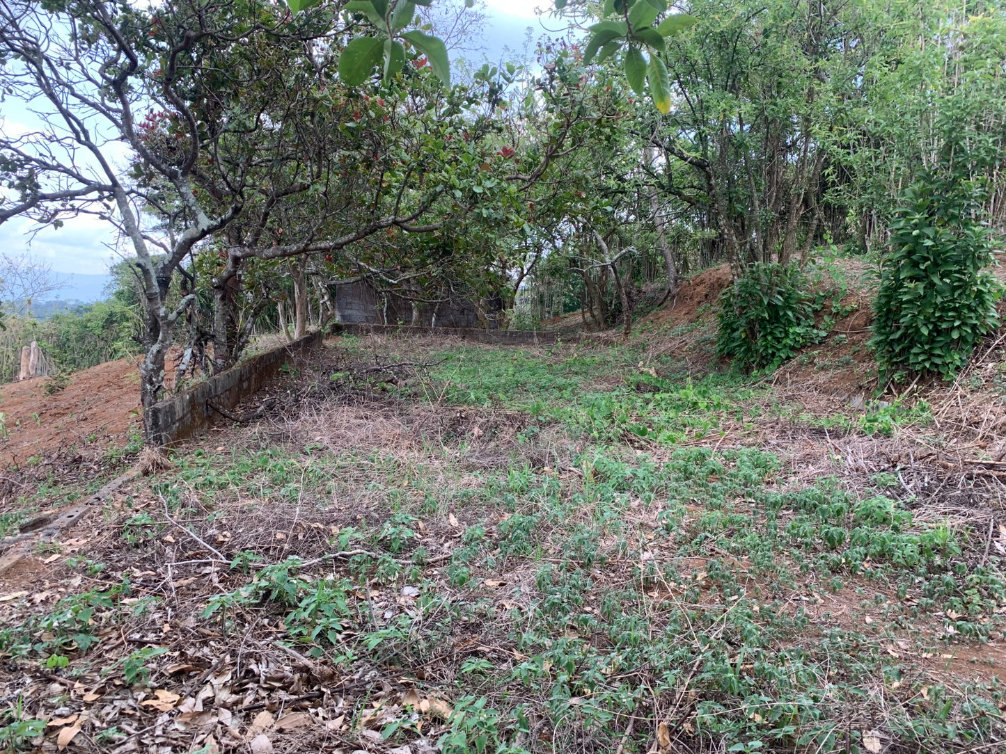 1-68-5 Finca en Rincón de Alpizar Sarchí - 26000 m2