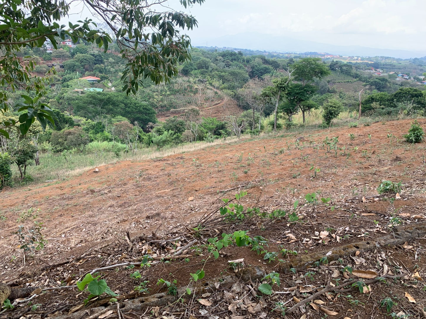 1-68-5 Finca en Rincón de Alpizar Sarchí - 26000 m2