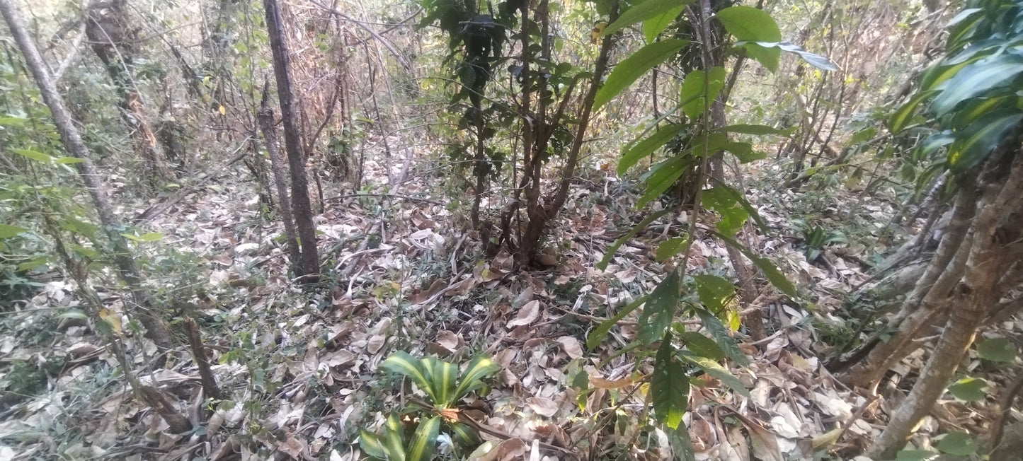 1-7-5 Quinta en San Juan de Sarchí - 5321 m2