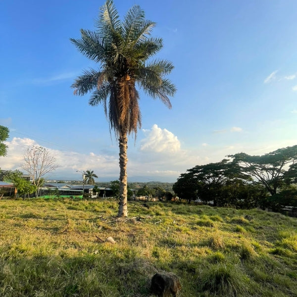 1-15-5 Lot in Alajuela of 5886 m2 in El Cacao de Alajuela