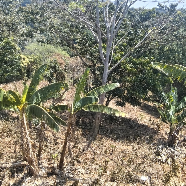 1-11-5 Farm with house in Alto Castro Sarchí - 10989 meters m2