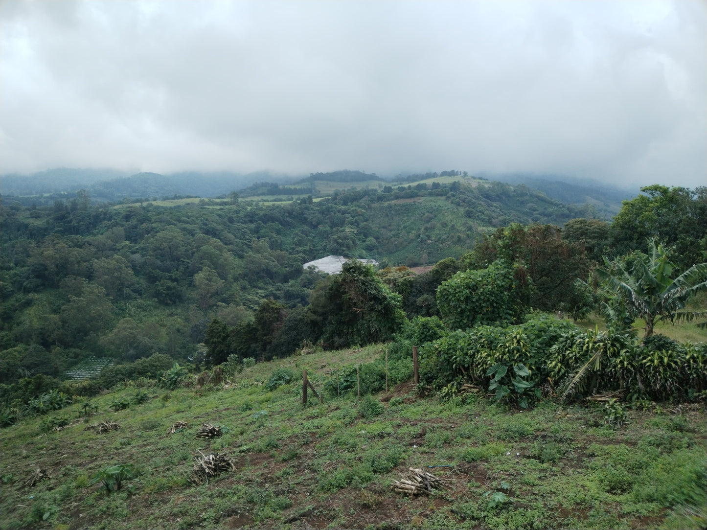 1-49-5 Lote Trojas Sarchí - 4000 m2