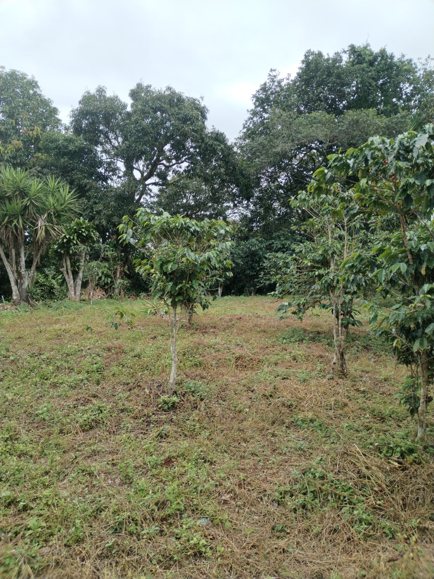 1-58-5 Lote en Calle Carmona - 2849 m2