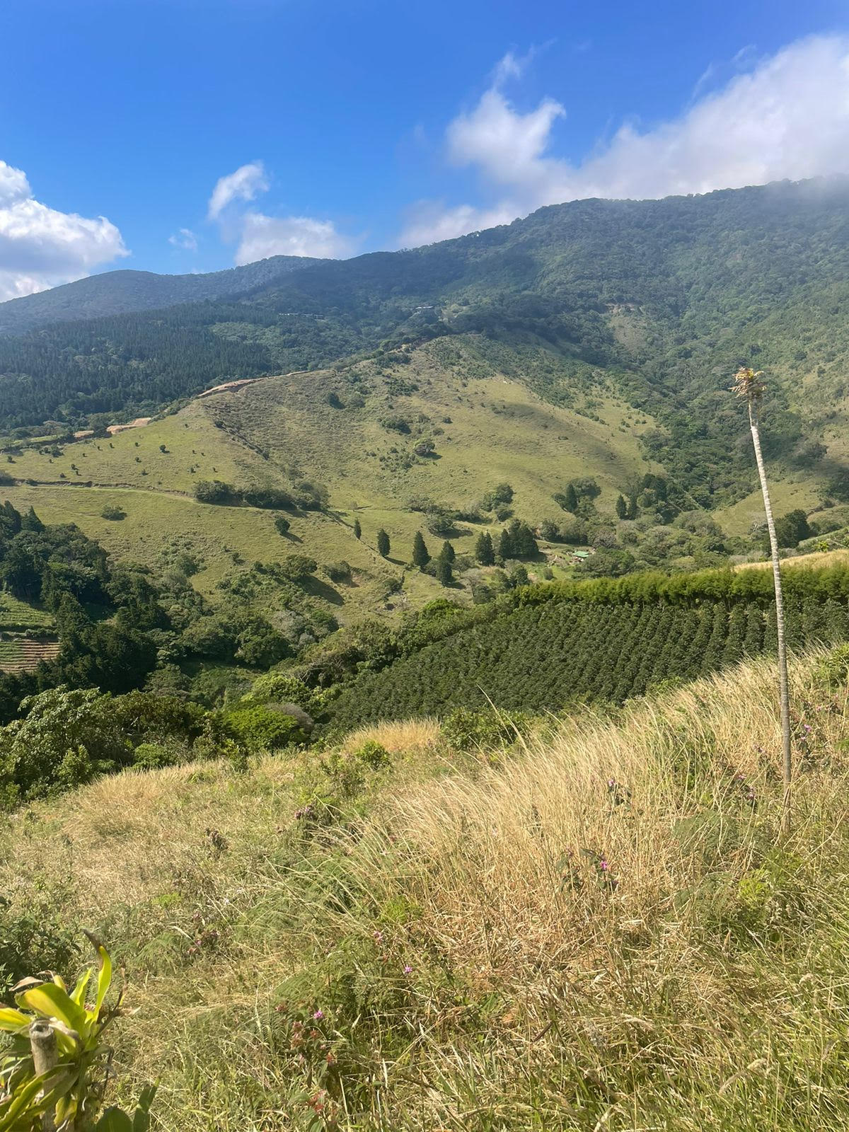1-5-5 Farm in Trojas Sarchí - Opportunity at 3500 colones per m2 - 5000 m2