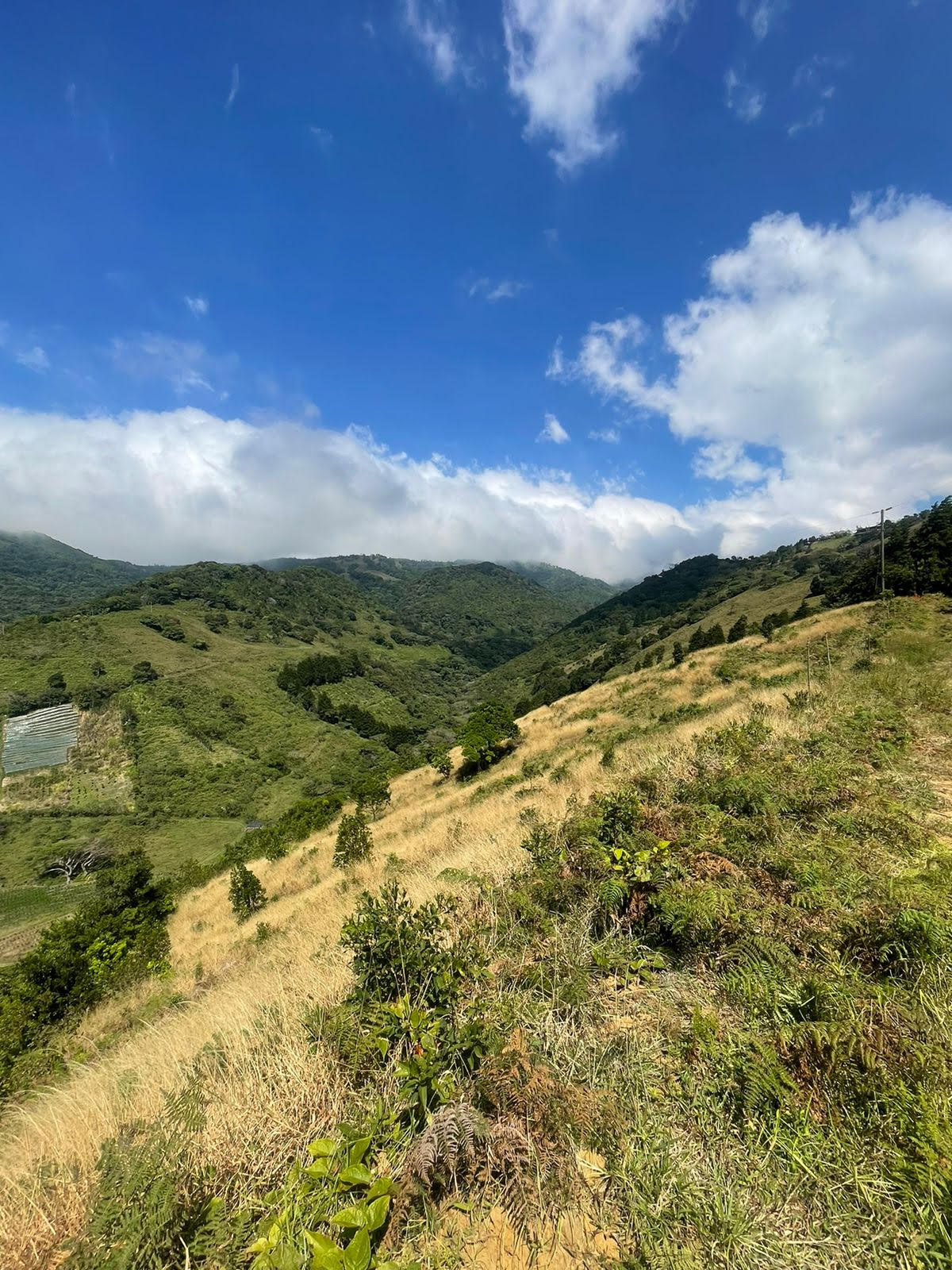 1-5-5 Farm in Trojas Sarchí - Opportunity at 3500 colones per m2 - 5000 m2